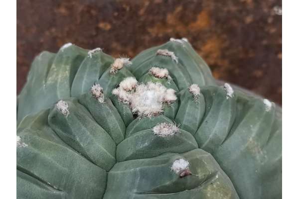 Astrophytum myriostigma cv. Kikko