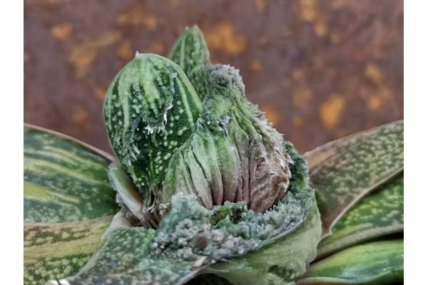 Gasteria batesiana f. mostruosa