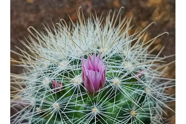 Mammillaria manana