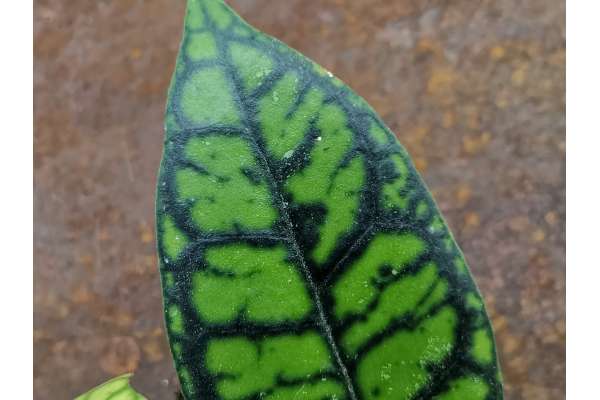 Hoya callistophylla
