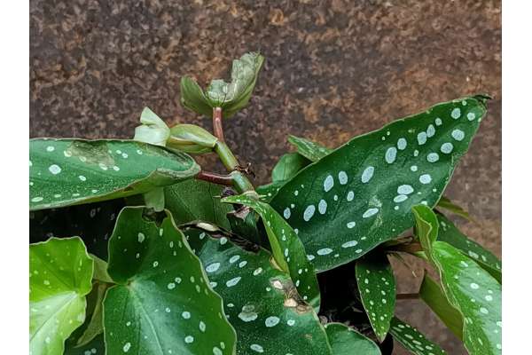Begonia 'Tamaya'
