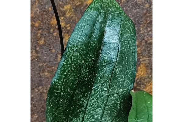 Hoya erythrina