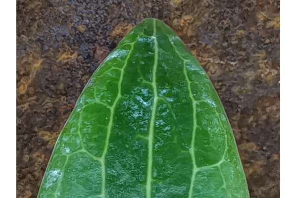 Hoya soligamiana
