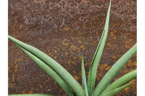 Sansevieria ‘Silver Syreni’