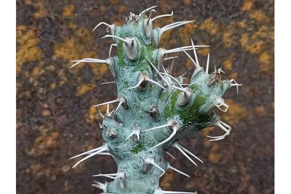 Euphorbia ponderosa