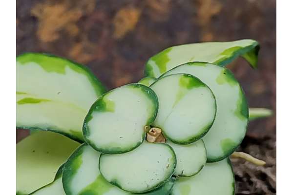 Hoya heuschkeliana f. variegated