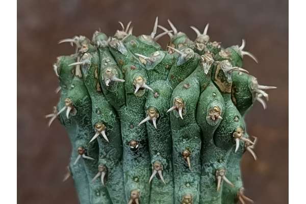 Euphorbia multiclava
