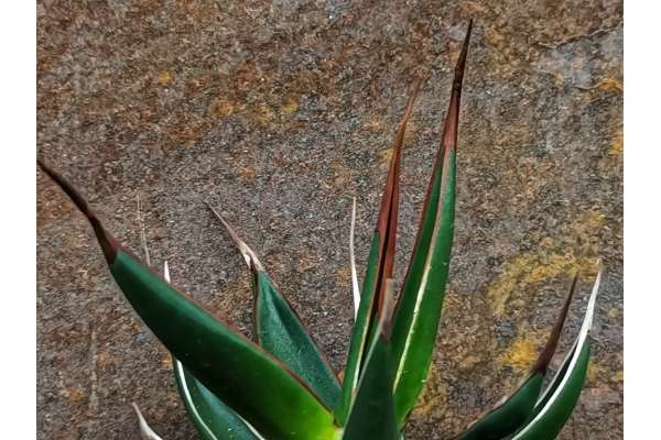 Agave pelona