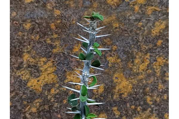 Euphorbia beharensis