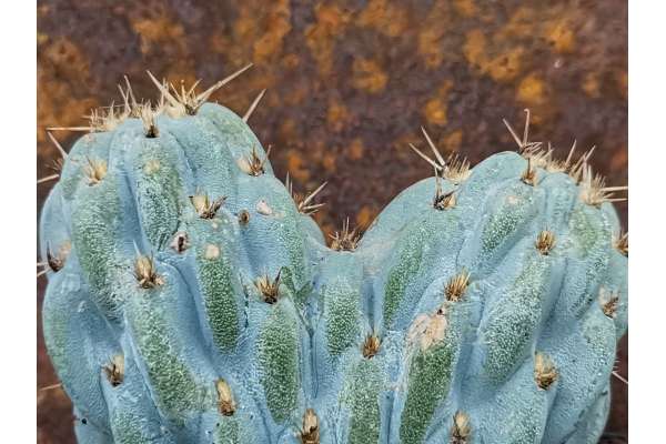 Opuntia miquelii f. crested