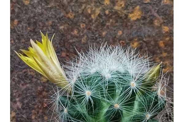 Mammillaria baumii