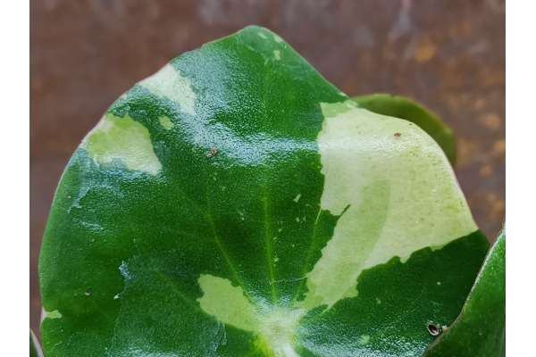 Peperomia Polybotrya 'Raindrop' f. variegata