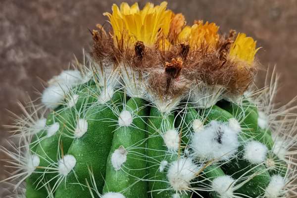 Parodia hausteiniana