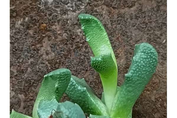 Stomatium murinum