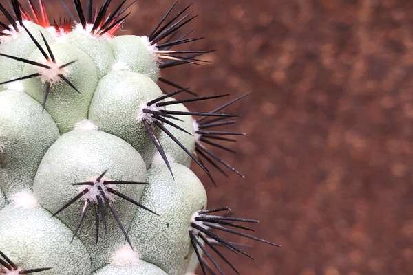Cactus: shop online | Giromagi Cactus and Succulents