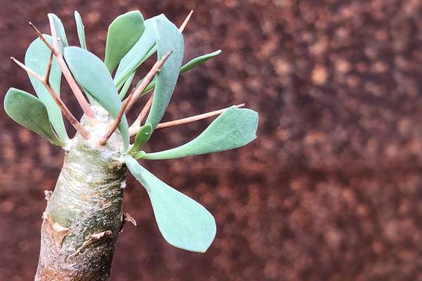 Othonna | Giromagi cactus and succulents | Buy plants online