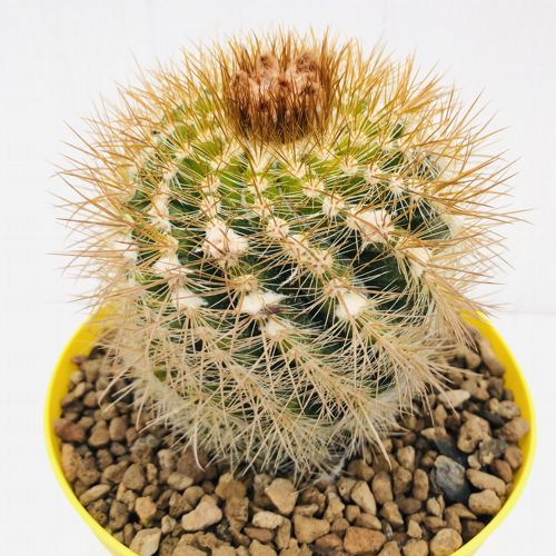 Parodia prestoensis 14 cm. | Cactaceae - Giromagi vendita piante grasse