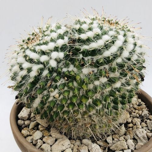 Mammillaria nejapensis f. dicotomica 17 cm. | Cactaceae - Giromagi ...