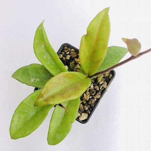 Hoya sp. 6,5x6,5 cm. | Asclepiadaceae - Giromagi vendita piante grasse