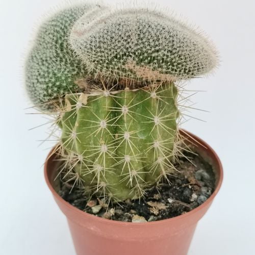 Mammillaria Elegans F Crestata Cm Cactaceae Giromagi Vendita Piante Grasse