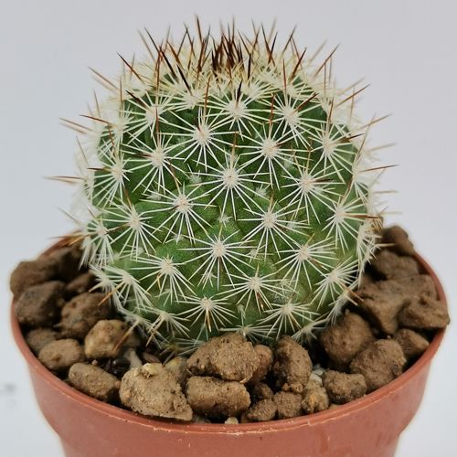 Mammillaria multidigitata (San Pedro Nolasco) 5,5 cm. | Cactaceae ...