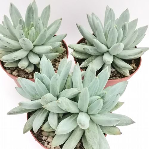 Pachyphytum diamond 10 cm. | Crassulaceae - Giromagi vendita piante grasse