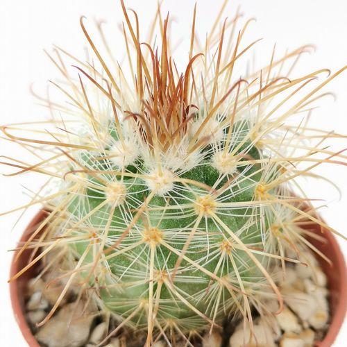 Parodia Rauschii 5,5 cm. | Cactaceae - Giromagi vendita piante grasse