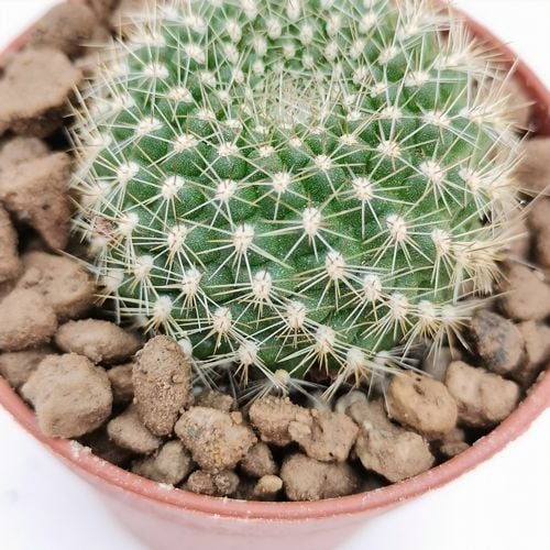 Rebutia senilis cv. Rose-of-York 5,5 cm. | Cactaceae - Giromagi vendita ...