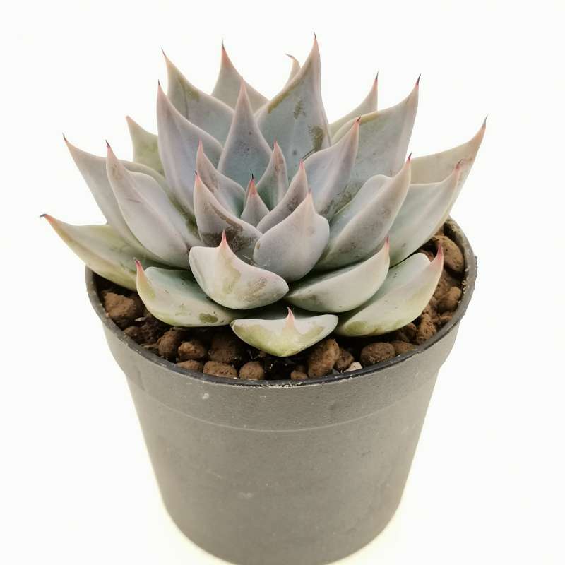 Echeveria cuspidata var. parrasensis 6,5 cm. | Crassulaceae - Giromagi ...