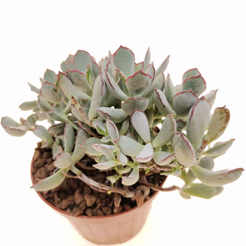 Cotyledon 'Choco Line' 10,5 cm. | Crassulaceae - Giromagi vendita ...