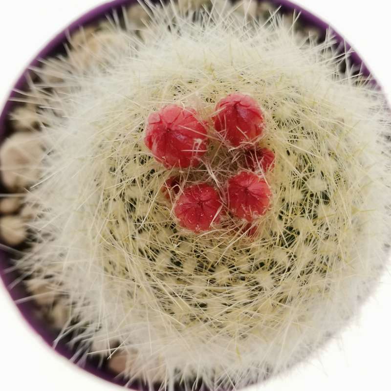 Notocactus haselbergii - Giromagi