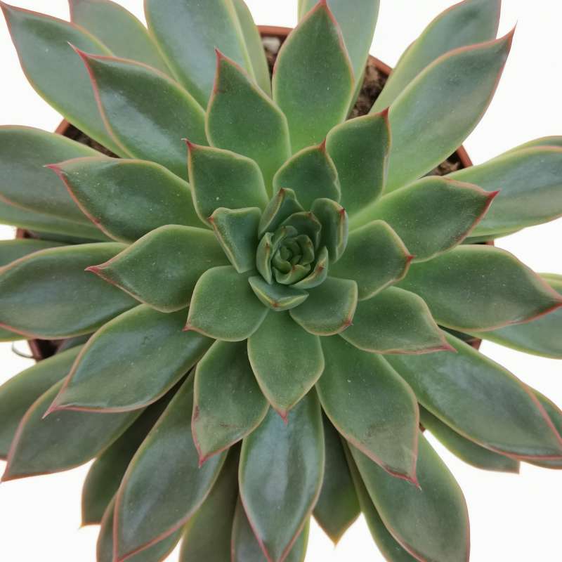 Echeveria 'Sagitta' 10 cm. | Crassulaceae - Giromagi vendita piante grasse