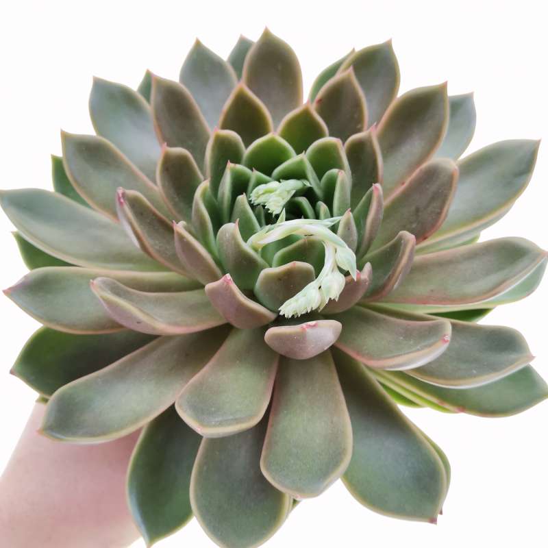 Echeveria agavoides 'Mira' 13 cm. | Crassulaceae - Giromagi vendita ...