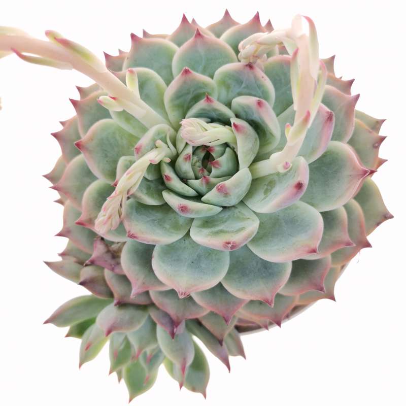 Echeveria colorata 'Haage' 14 cm. | Crassulaceae - Giromagi vendita ...