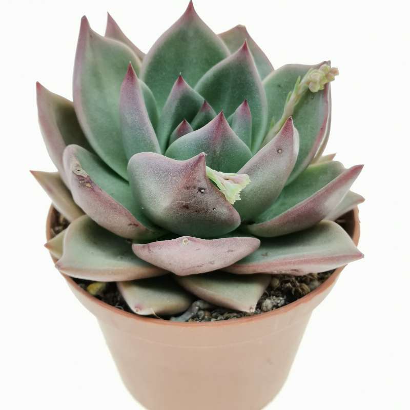 Echeveria agavoides 'Blue moon' 10 cm. | Crassulaceae - Giromagi ...