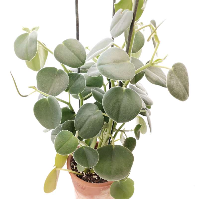 Peperomia hovaria 16 cm. | Piperaceae - Giromagi vendita piante grasse