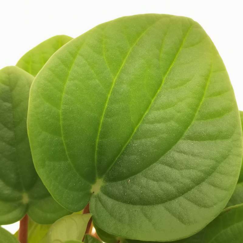 Peperomia albovittata 10,5 cm.  Piperaceae - Giromagi vendita piante grasse