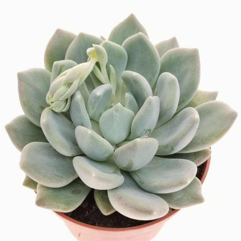 Echeveria 'Azul' 10 cm. | Crassulaceae - Giromagi vendita piante grasse