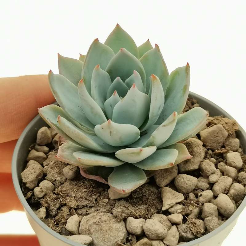 Echeveria Subsessilis Morning Beauty 65 Cm Crassulaceae