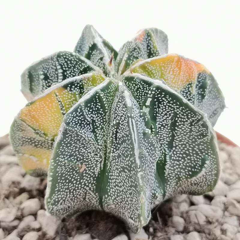 Astrophytum myriostigma cv. Fukuryu Hakujo f. variegata