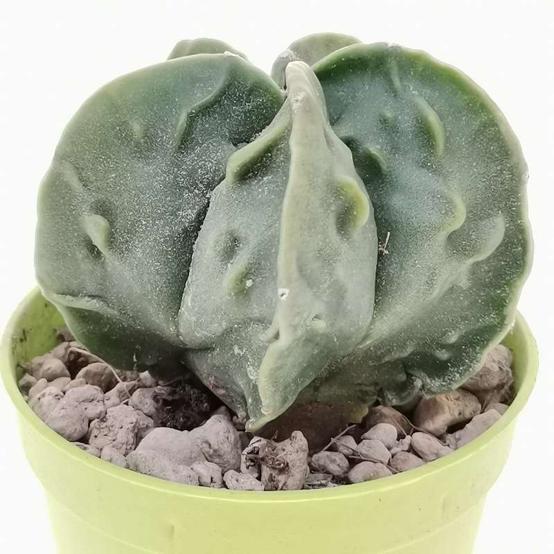 Astrophytum Myriostigma Cv. Fukuryu (Type B) Nudum 6,5 Cm. | Cactaceae ...