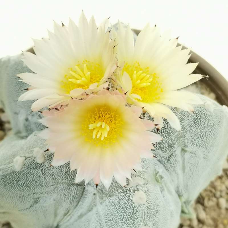 Astrophytum Myriostigma Cv. Fukuryu (type B) 17 Cm. | Cactaceae ...