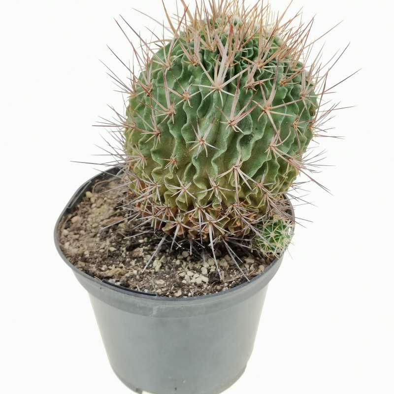 Echinofossulocactus arrigens 19 cm. | Cactaceae - Giromagi vendita ...