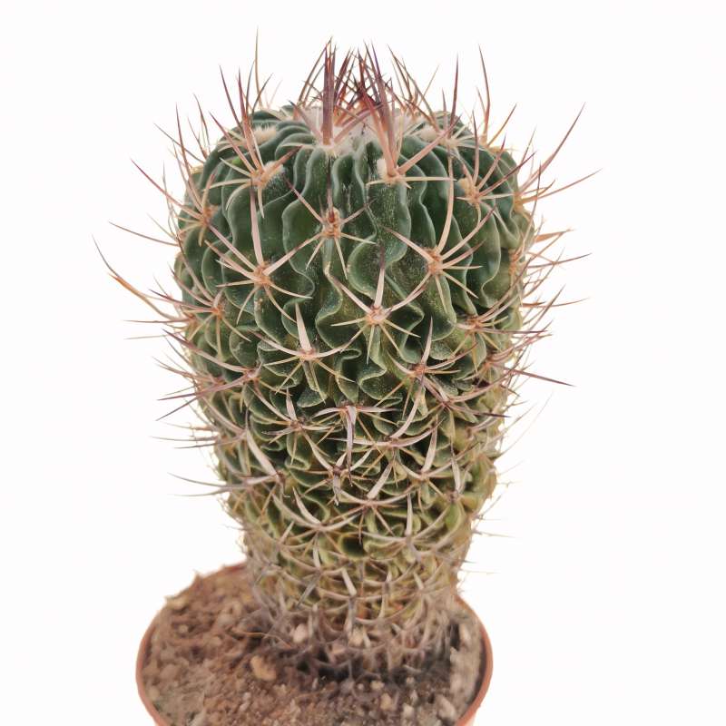 Echinofossulocactus dichroacanthus 10 cm. | Cactaceae - Giromagi ...