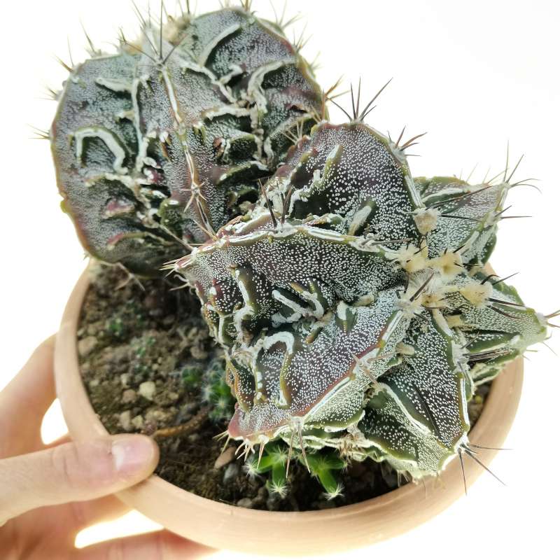 Astrophytum myriostigma cv. Fukuryu Hakujo