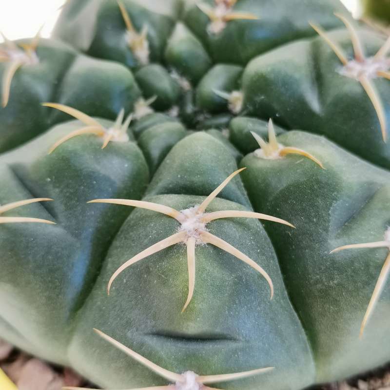 Gymnocalycium megalothelos 14 cm. | Cactaceae - Giromagi vendita piante ...