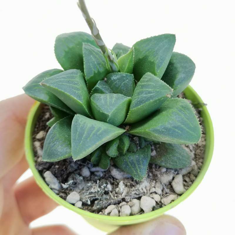 Haworthia mutica 6,5 cm. | Aloaceae - Giromagi vendita piante grasse