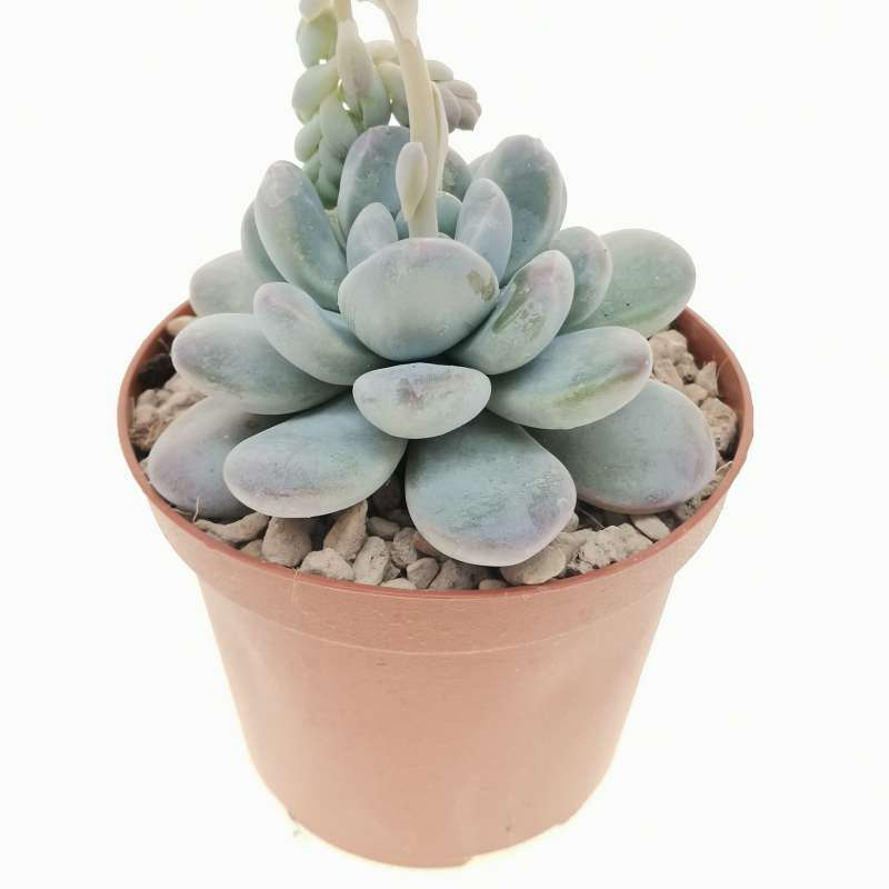 Pachyveria muelleri 10 cm. | Crassulaceae - Giromagi vendita piante grasse