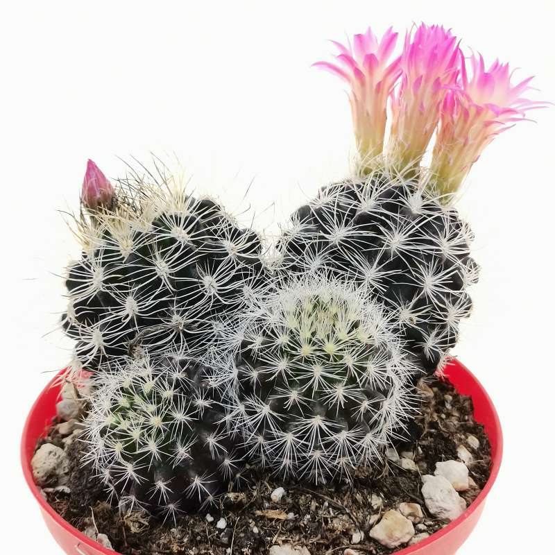 Neoporteria clavata f. parviflora 14 cm. | Cactaceae - Giromagi vendita ...