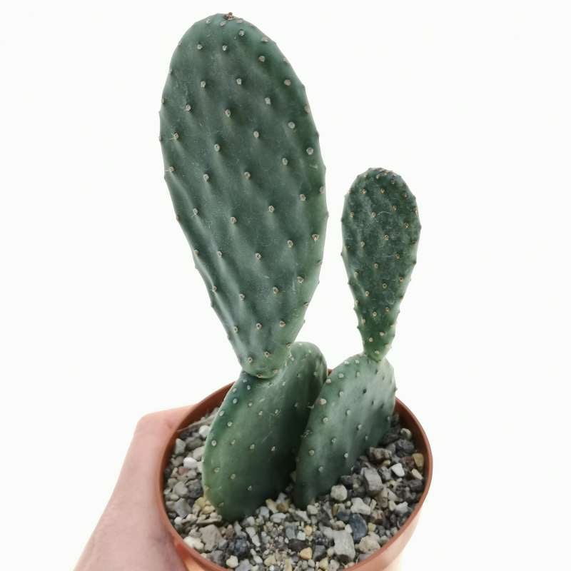 Opuntia ficus-indica hybrid 10 cm. | Cactaceae - Giromagi vendita ...